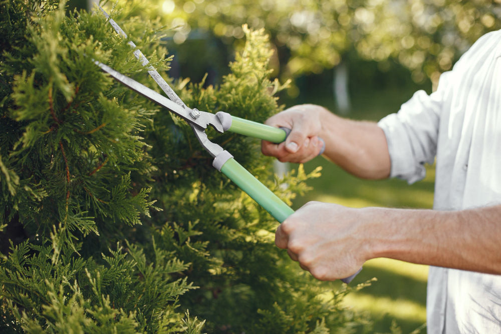 Garden Maintenance